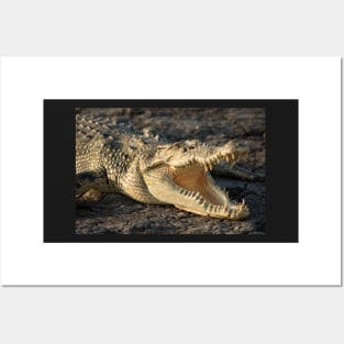 Saltwater Crocodile, Kakadu National Park Northern Territory Posters and Art